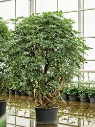 Image result for Schefflera