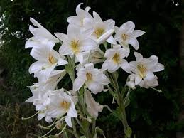 We did not find results for: Marzo Fiorellini Bianchi Sottobosco Una Delle Caratteristiche Fondamentali Dei Fiori Estivi E Quella Di Sopportare Bene Il Sole Il Calore E L Irraggiamento Diretto Pusat Penjualan Ikan Import Di Jakarta