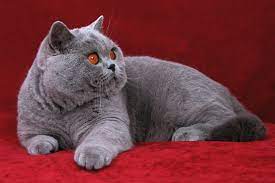 British shorthair adult when fully grown, the british shorthair is a powerfully built cat, with strong legs and a broad chest. British Shorthair Cat Brit