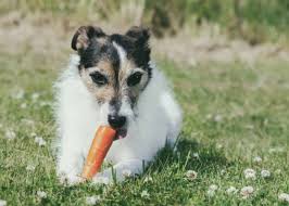 can dogs eat carrots 5 amazing health