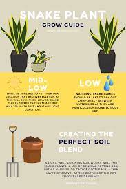How To Grow Snake Plants Snake Plant Care House Plant Care Snake Plant