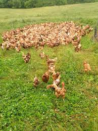 Choosing the best meat chicken breeds depends on what you're. Mob Grazing With Chickens Smith Meadows
