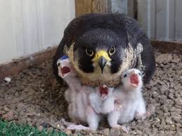 Peregrine Falcon Mama Falcon And Chicks Animals Beautiful Cute Animals Pet Birds