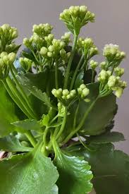 How To Care For Kalanchoe And Get It To Rebloom Every Year