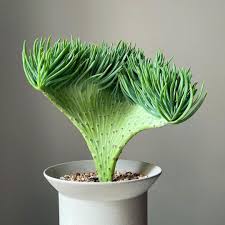 Image result for Senecio