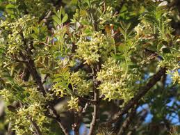 Image result for Ptaeroxylon obliquum