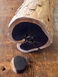 Image result for Dalbergia melanoxylon