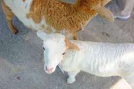 Check spelling or type a new query. 9 Wonders Park At Port Dickson 9wonders Malaysia Hydroponics Facebook