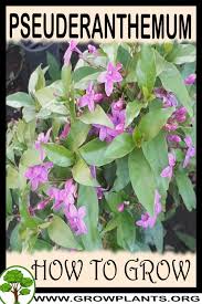 Image result for Pseuderanthemum