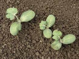 We did not find results for: How Long Does Watermelon Take To Grow What Month Do You Plant Hunker Watermelon Plant Watermelon Seedlings How To Grow Watermelon