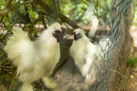 Ein besuch im nahegelegenen zoo & tierpark in saarbrücken gehört in deutschland ohne zweifel zu den beliebtesten freizeitaktivitäten. Saarbrucken Wildlife Park