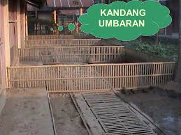 Kandang kambing terbesar kapasitas 1000 ekor part2 di kalimantan selatan ini, terdapat kambing kandang kambing pola hcs ukuran 3x1 meter isi 11 kambing,pakan kambing fermentasi dari. Nur Prabewi Spt Mp Jabatan Staf Pengajar Stpp Ppt Download
