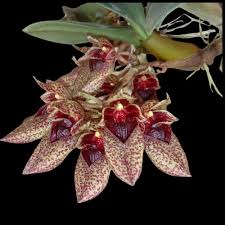 Image result for Bulbophyllum stolzii
