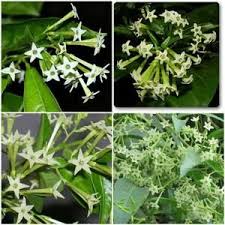 • 11 мая 2021 г. Night Blooming Jasmine Plant Seeds Fresh Fragrant Rare Easy To Etsy Jasmine Plant Starter Plants Plants