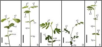 Image result for Humularia minima