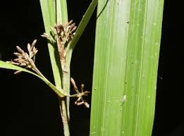 Image result for Hypolytrum