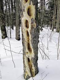 What about other woodpecker damage that you see on trees? The Pileated Woodpecker Northwood Homebuilders Northern Wilds Magazine
