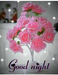 Check spelling or type a new query. Buenas Noches Hd Fondo De Pantalla Descargar Rosado Flor Rosas De Jardin Rosa Ramo De Flores Planta Cortar Flores Petalo Familia Rosa 1070734 Wallpaperkiss