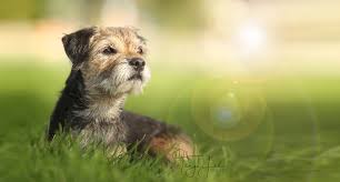 Image result for border teriér