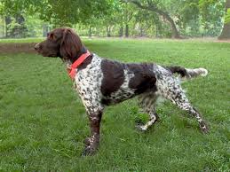 Maybe you would like to learn more about one of these? Small Munsterlander Vs Labrador Retriever Breed Comparison