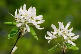 Image result for Amelanchier ovalis