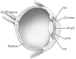 Diagram Of The Eye Nei Health Information Eye Anatomy Parts Of The Eye Diagram Of The Eye