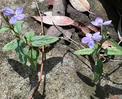 Image result for Pseuderanthemum ludovicianum