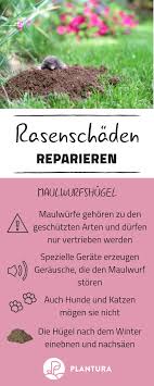 Rasenschaden Reparieren Maulwurfshugel Was Tun Wenn Der Kleine Wuhler Mal Wieder Im Garten Gewutet Hat Wir Haben D Rasen Ausbessern Rasen Rasen Reparieren