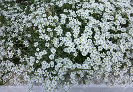 Known for purity, white flower blooms are sure to make your space more tranquil. Little White Flowers Background Authentic Small Flowers With Barely Noticeable Green Leaves Floral Textured Background Beautiful Delicate White Flowers Selective Focus As Background For Any Creative Project Stock Photo Picture And Royalty
