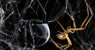 Produced by marvel studios and distributed by walt disney studios motion pictures. Male Black Widow Spiders Trash The Webs Of The Ones They Love Cbs News