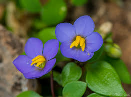 Image result for Exacum