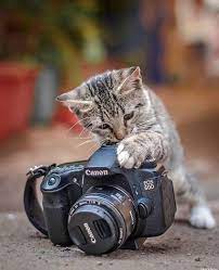 Pin By Siyah Beyaz On Yavru Kediler Katzchen Cats Cat Photography Cute Cats