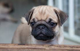 Pug Dog/Puppy Personality Traits & Facts | Great Pet Care