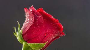 Desktop wallpaper rose wallpaper 4k wallpaper space wallpaper find an inspiring nature wallpaper and download it for free in hd and 4k quality. Iphone Wallpaper Black Rose Wallpaper 4k Novocom Top