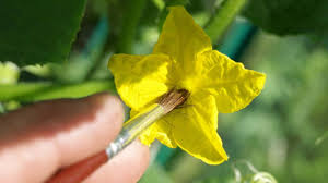 Image result for how to self pollinate cucumbers