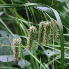 Image result for Cyperus ajax