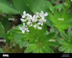 Image result for Galium chloroionanthum