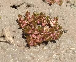 Image result for Elatinaceae