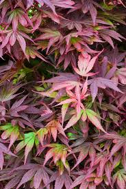 Acer Palmatum Shaina Dwarf Japanese Maple Tree In Spring Color Japanese Maple Japanese Maple Tree Flower Stock Photography