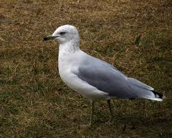 Seagull in Profile | Posted for nearly seven years with no d… | Flickr