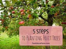 Transplant and move fruit trees in the spring as the trees are emerging from the winter dormancy period. Autumn Apple Tree Transplant When To Carry Out The Procedure Farmer