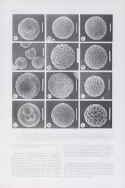 Image result for Ophioglossum gomezianum