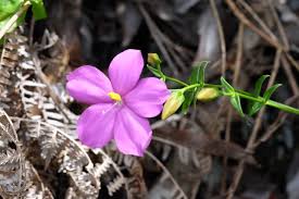 Image result for Chironia