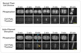 We did not find results for: Actin Filaments Control The Shape Of The Cell Structure That Divides Plant Cells