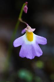 Image result for Utricularia striatula
