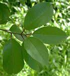 Image result for Lasiodiscus usambarensis