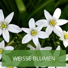 Weisse Blumen Im Garten Inspiration Zur Gartengestaltung Weisse Blumen Garten Blumen