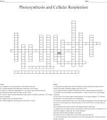 As soon as the video is finished, have the students read and answer the questions found in part 1 of the student activity sheet. Photosynthesis And Cellular Respiration Crossword Wordmint
