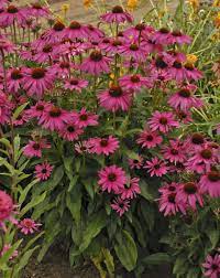 Pin On Particular Plants