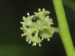 Image result for Pleurostylia